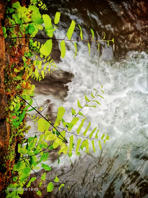 plant_water
