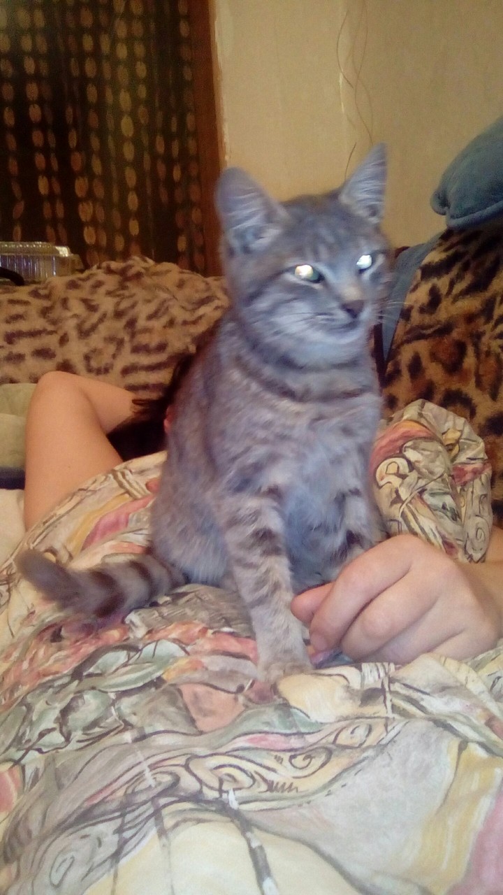кот