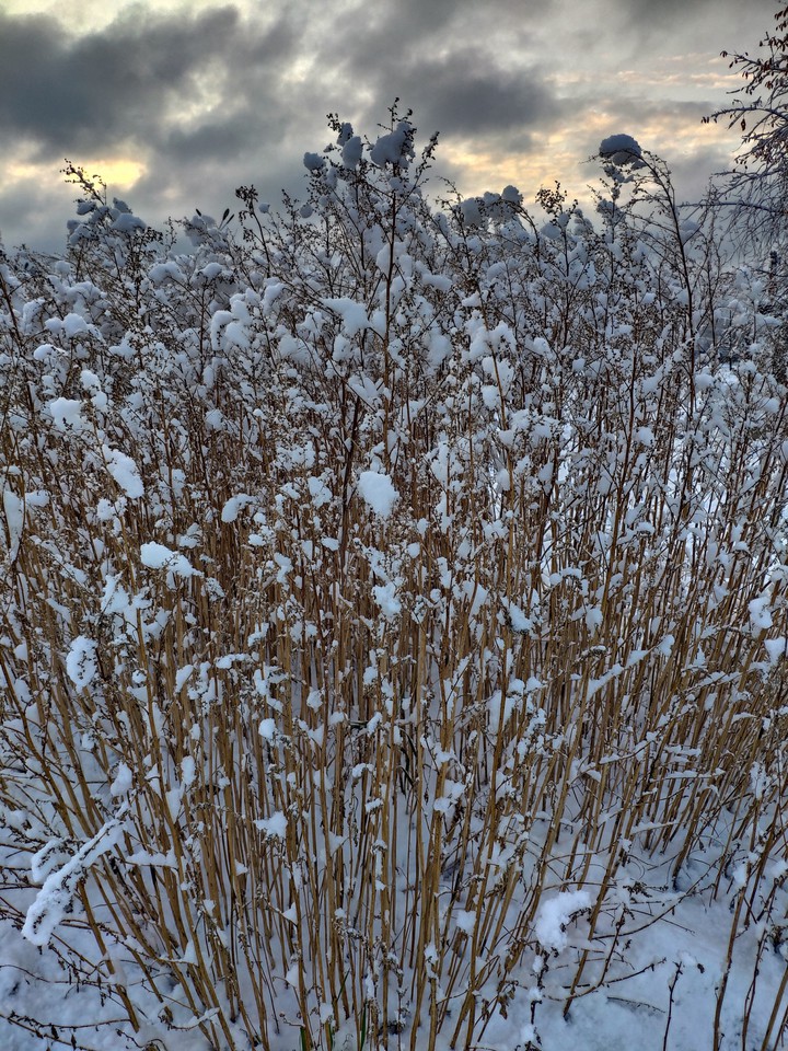 snow