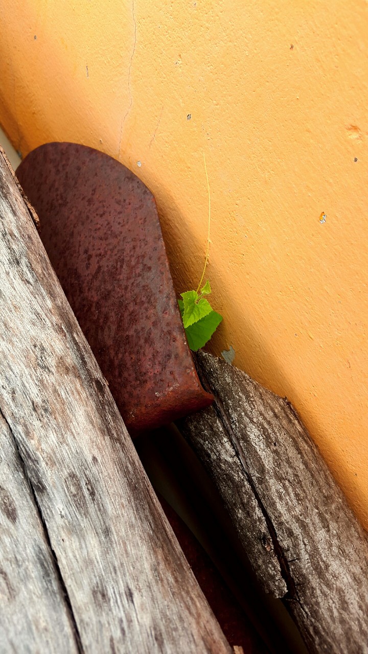 tiny plant