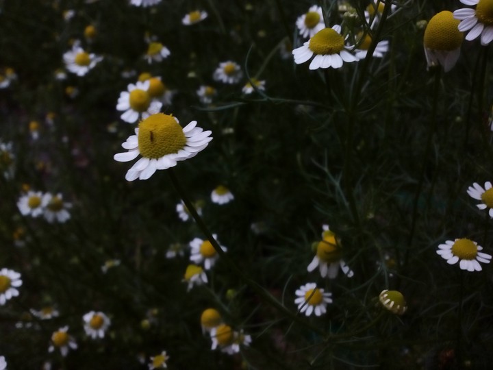 camomile