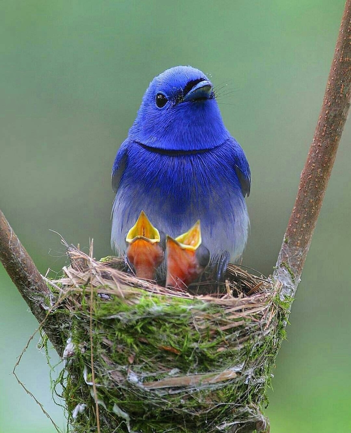 blue bird