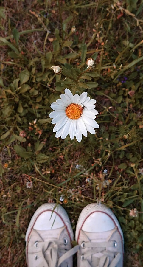 flo