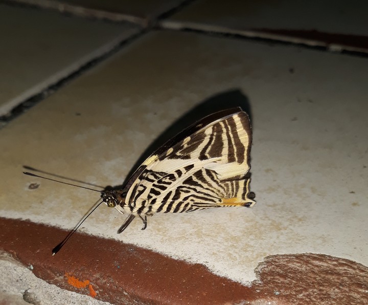 Borboleta