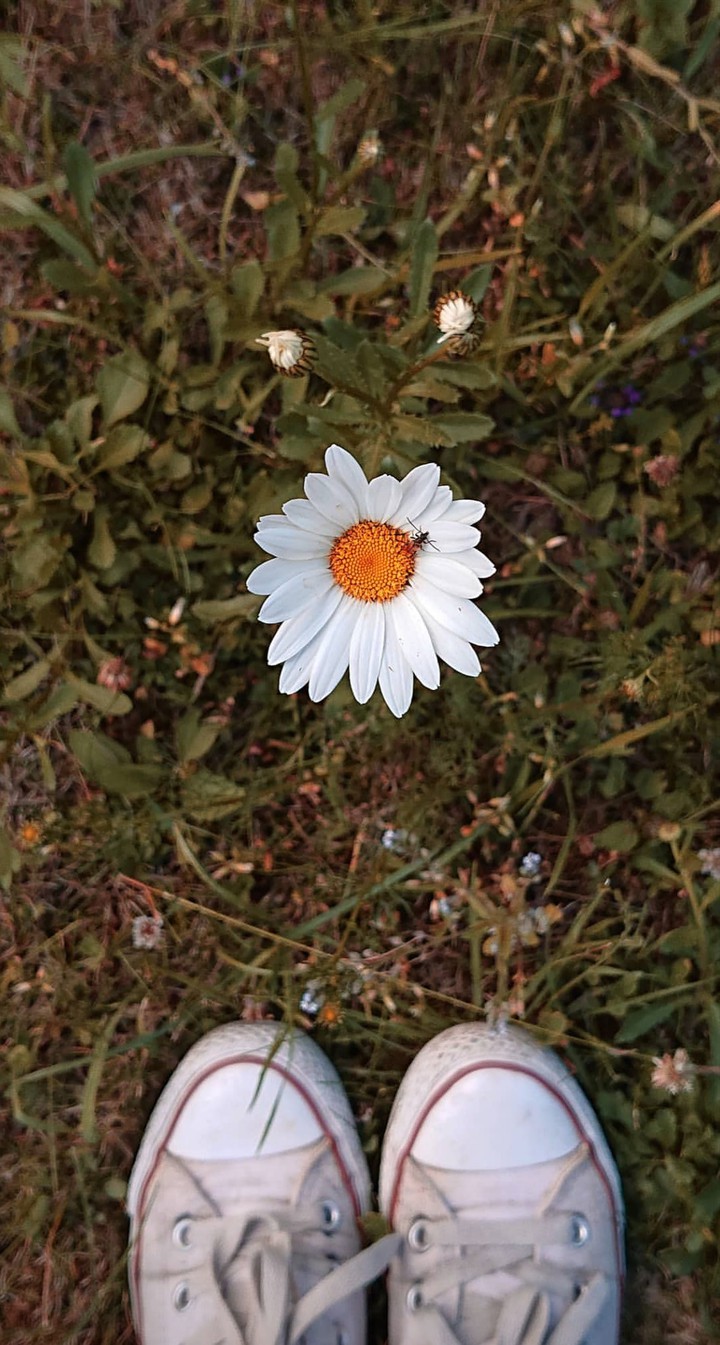 flo