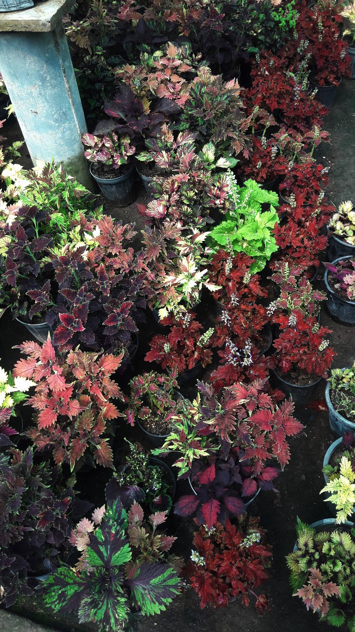 Solenostemon