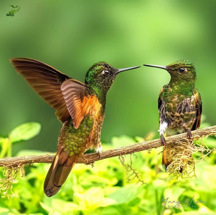 Bird