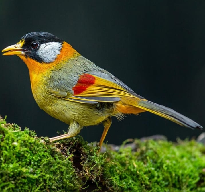 .