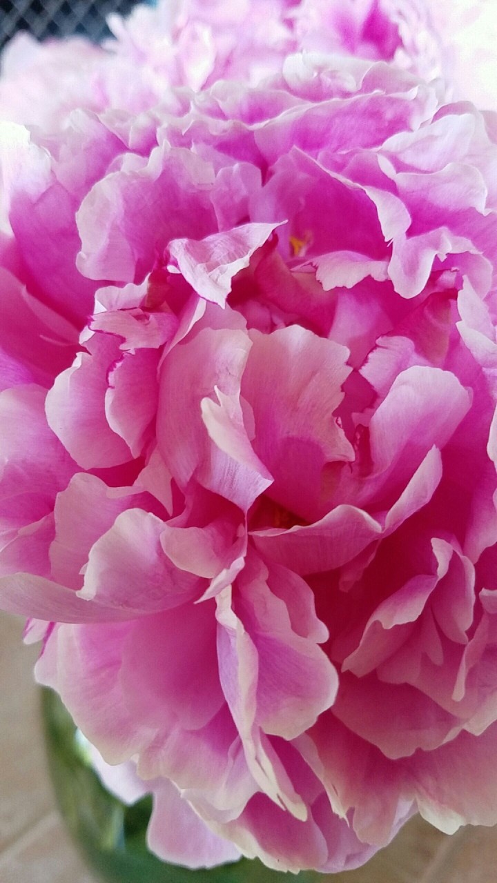 Peony