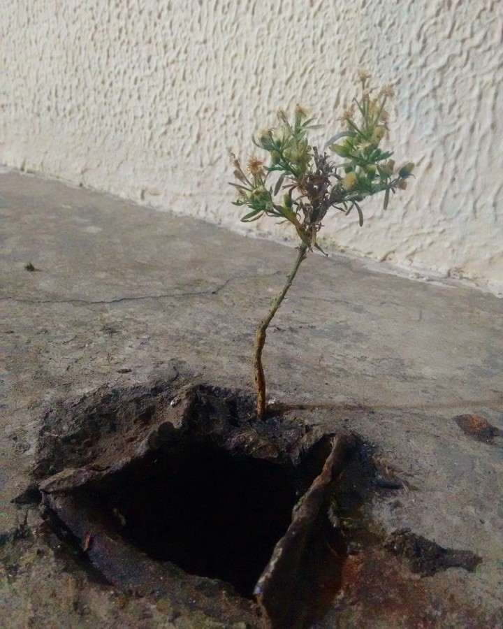 plantinha