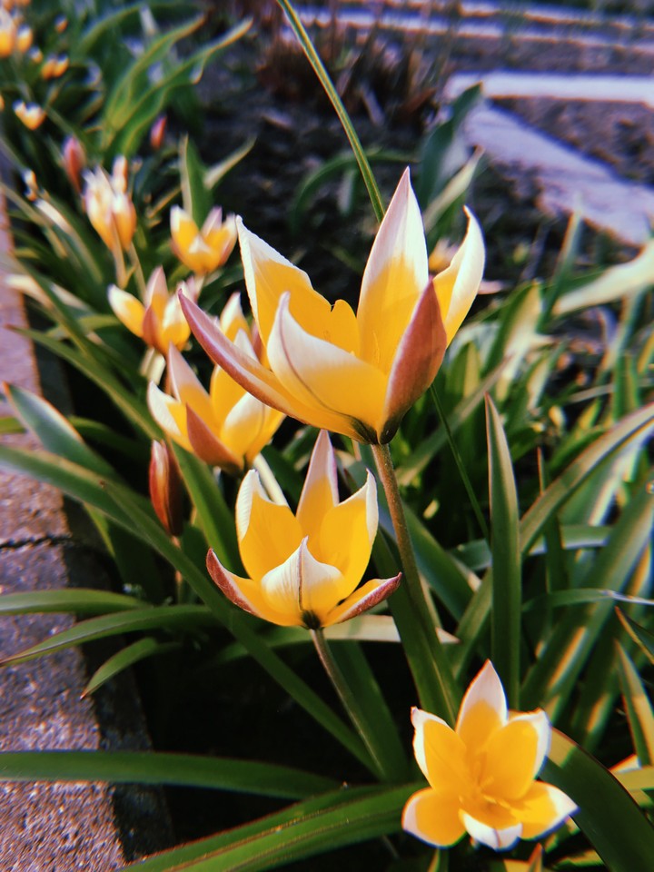 Yellow Flower 