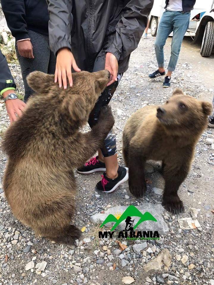 bear