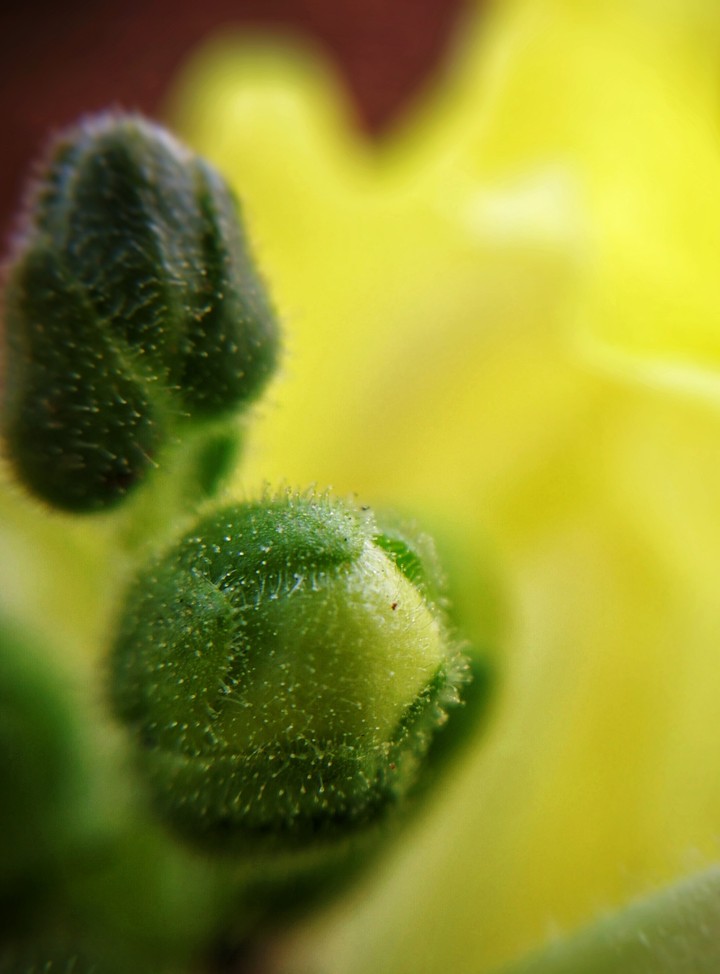 bud