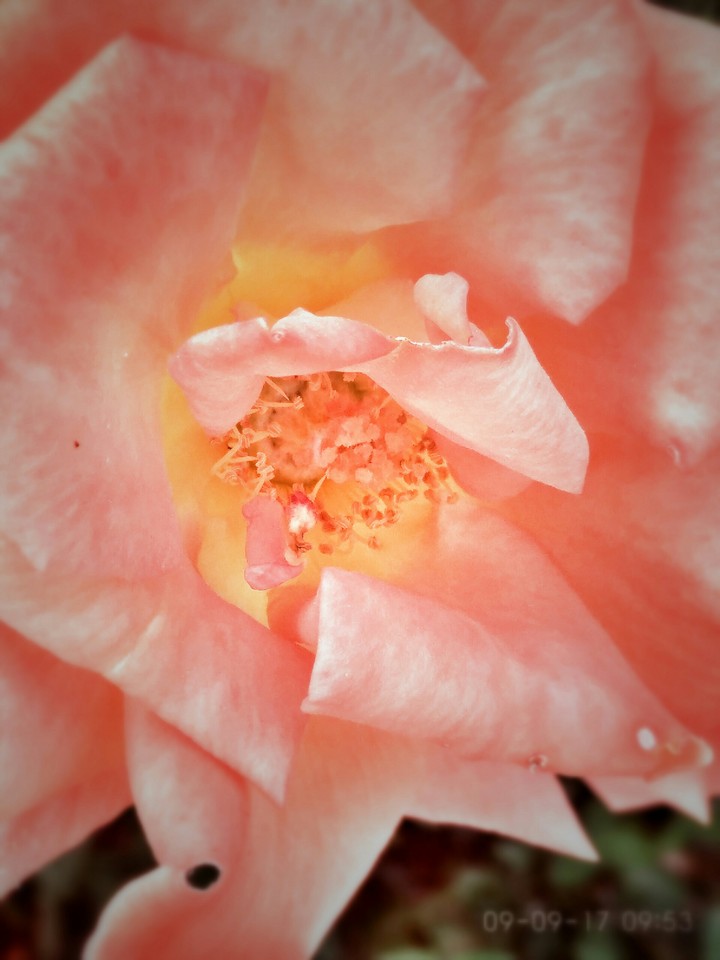 rose