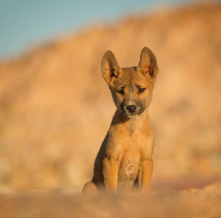 Wild dog dingo
