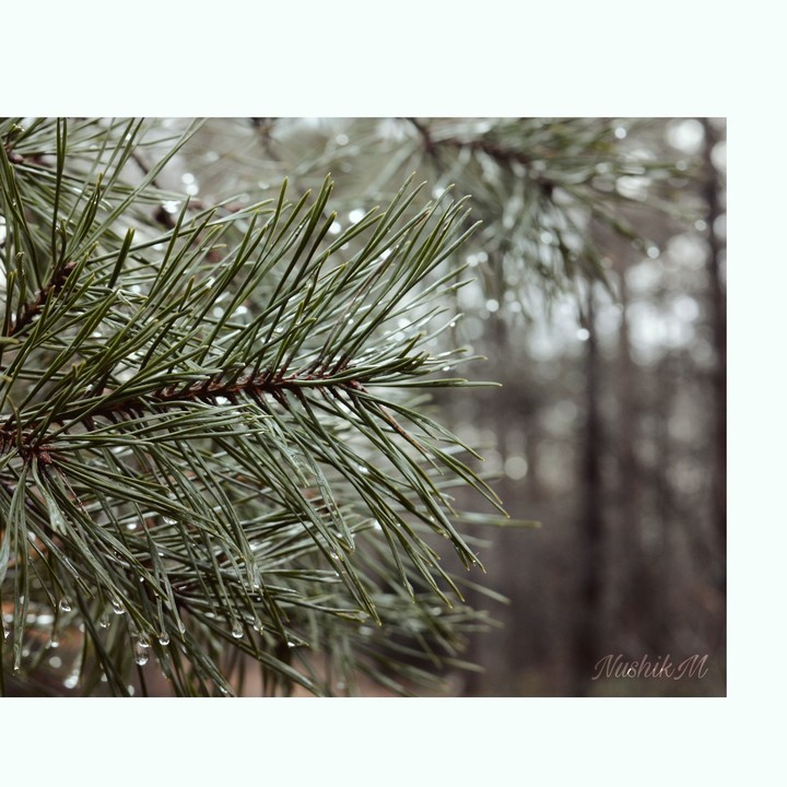 forest with nishikM