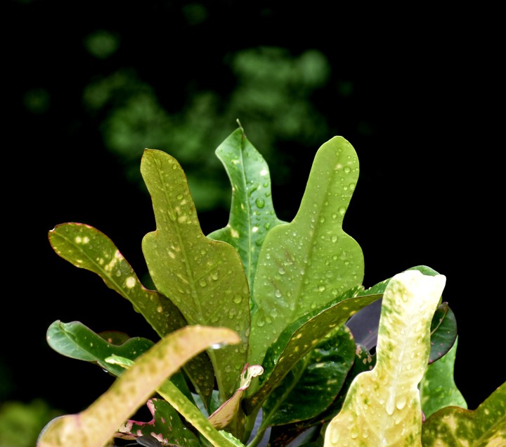 Plants