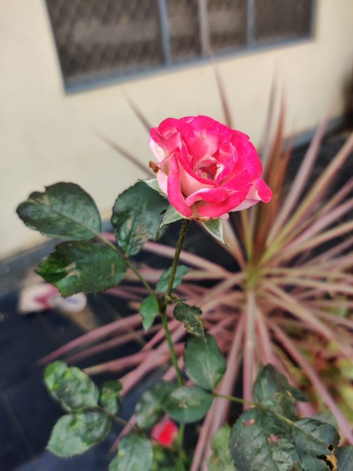 @Rose