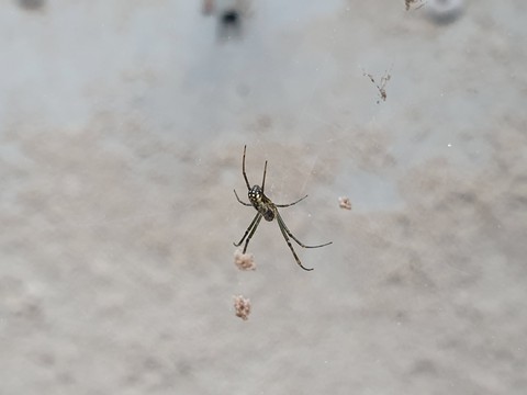 invertebrate, insect háttérképek