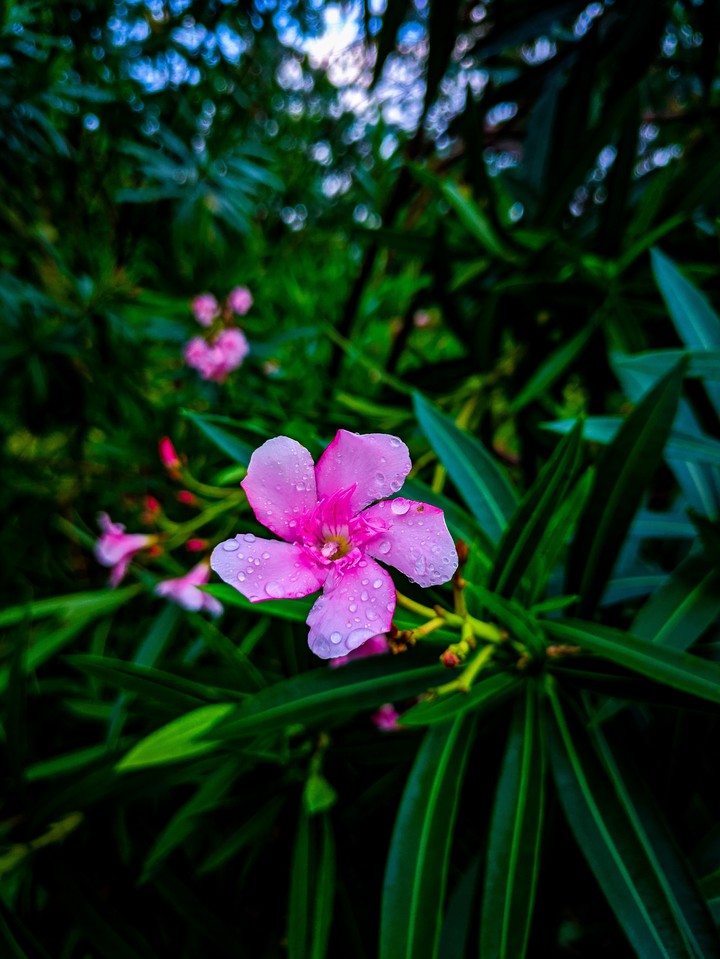 flower