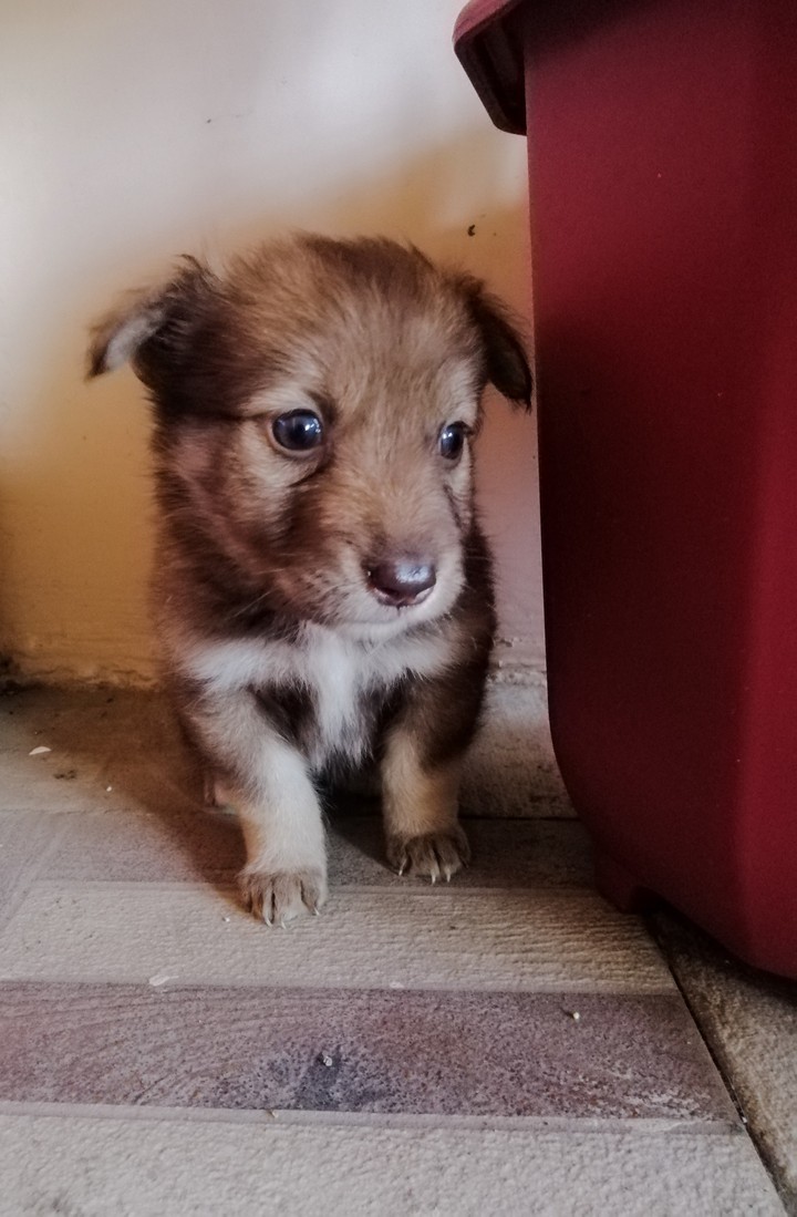 Dog