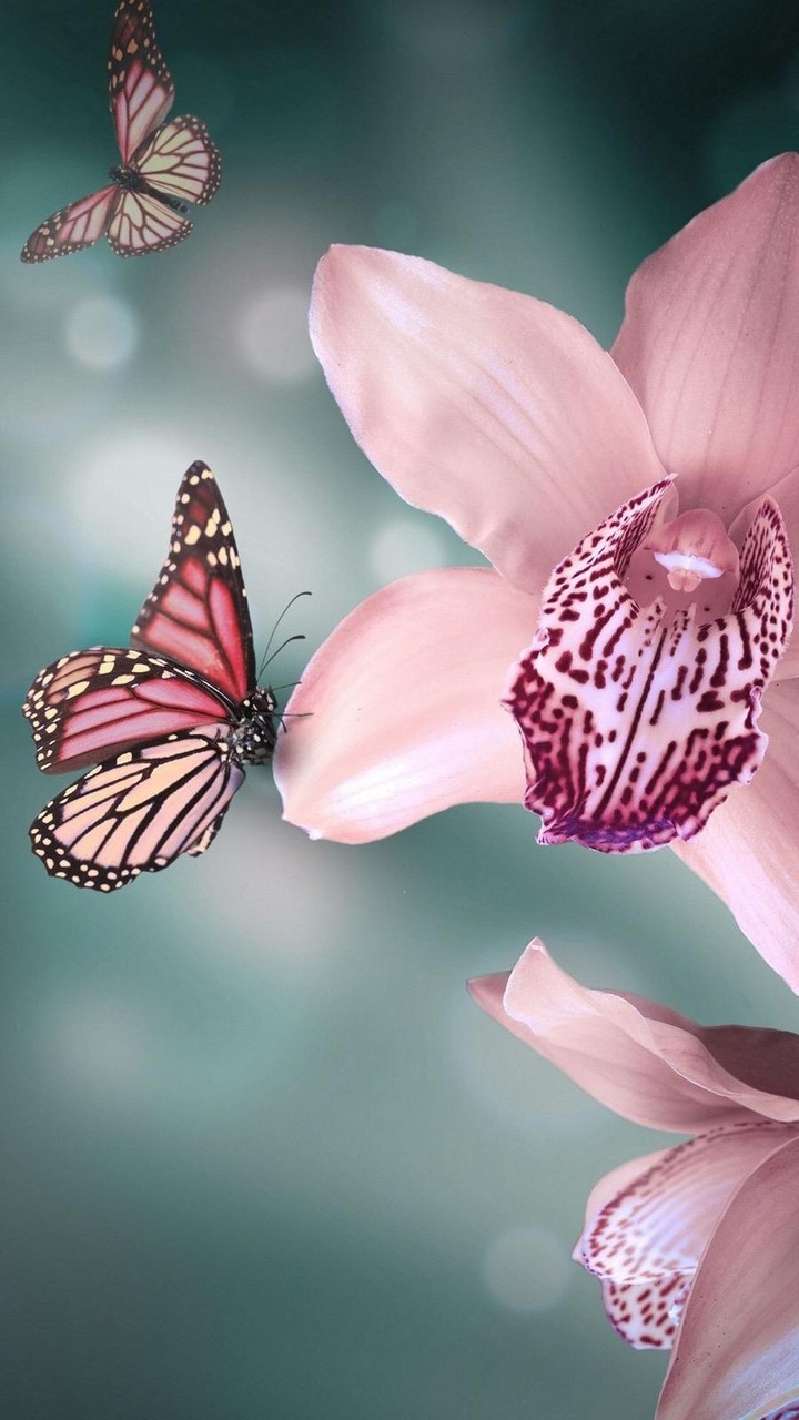 Beautiful color in pink
