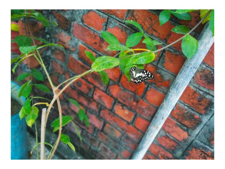 butterfly