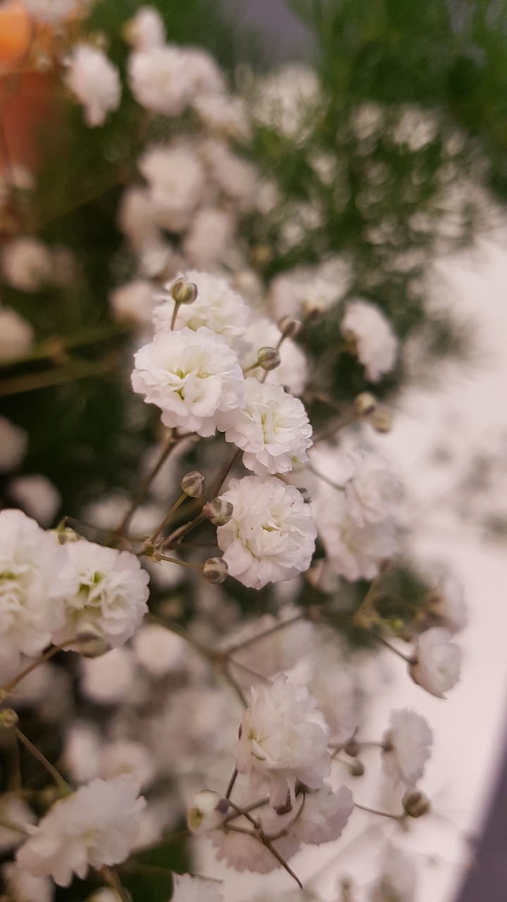 flowers ??