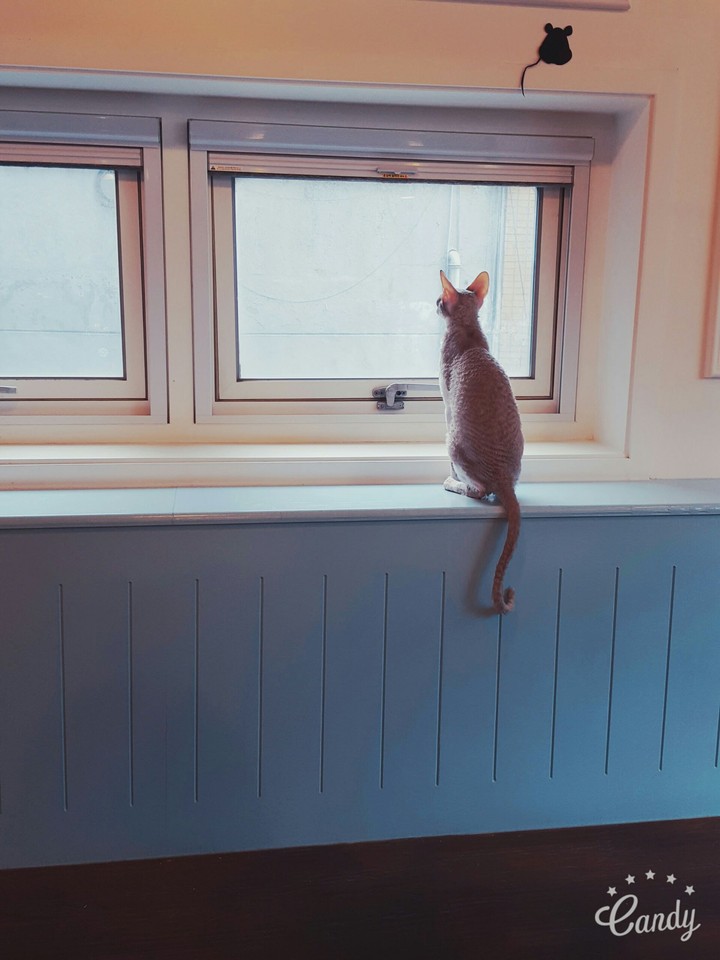 cat1