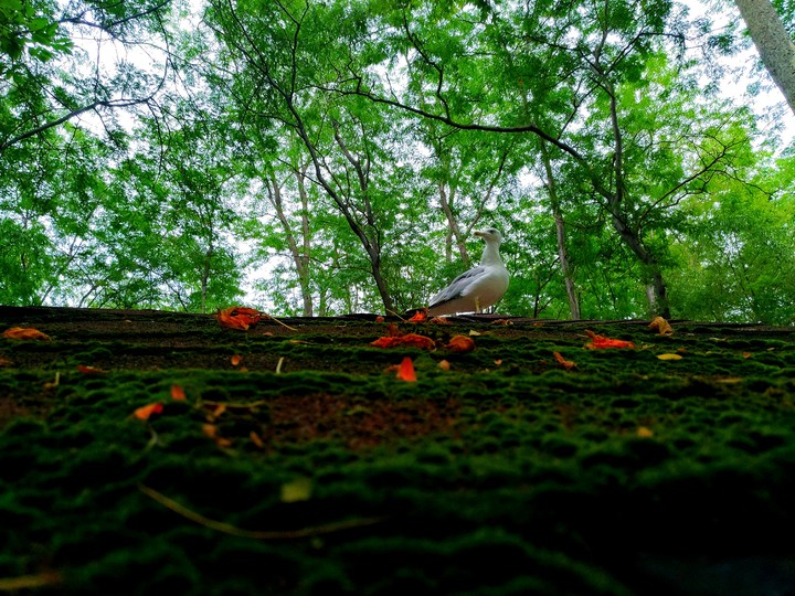 Martı, Kuş
