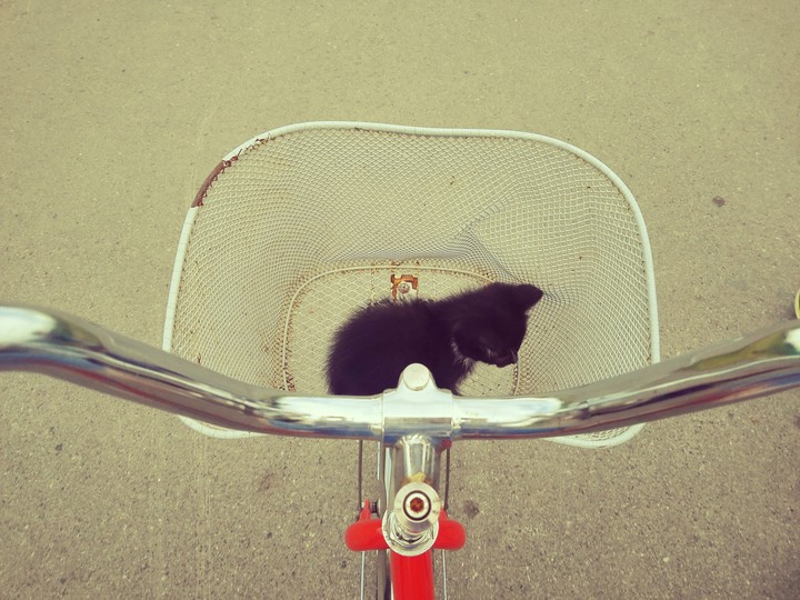 #cat