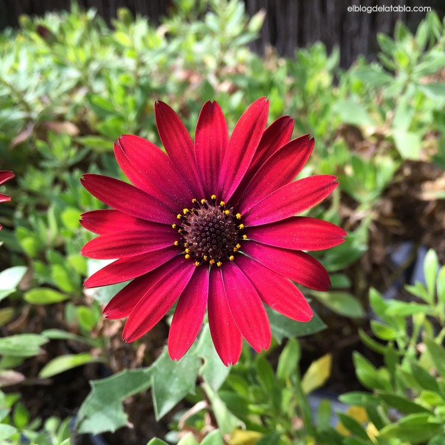 Red petals