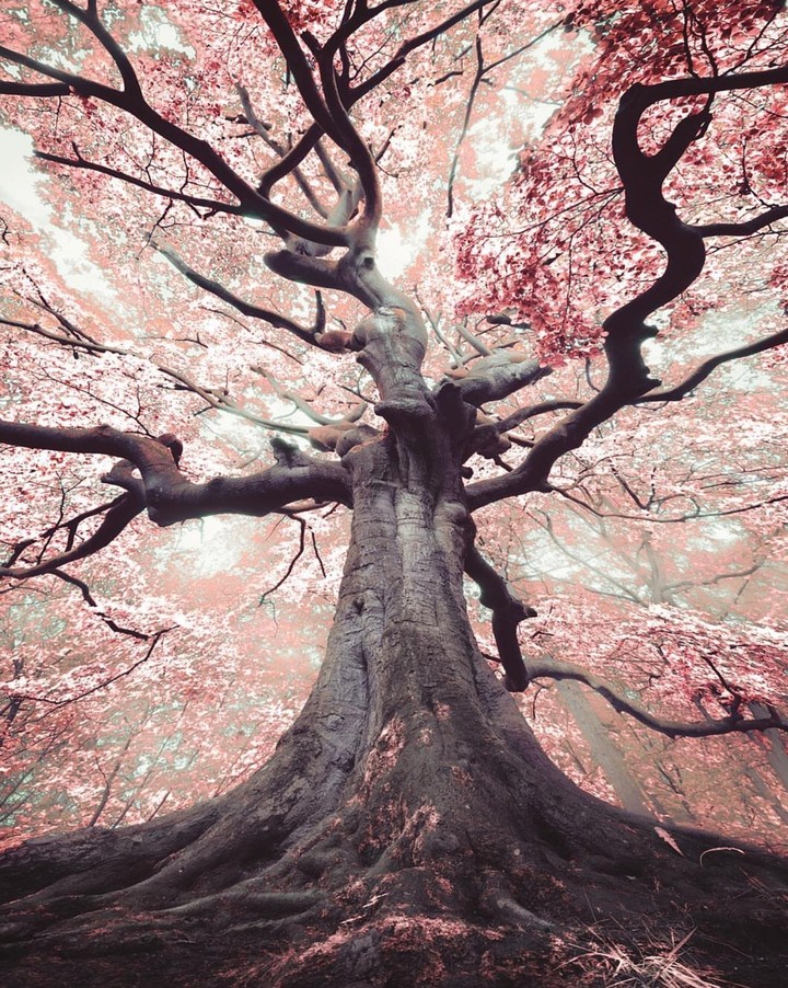 Sakura bloom ...