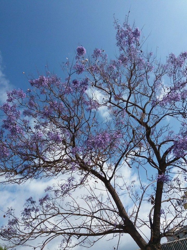violet tree