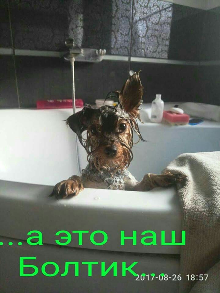 собаки