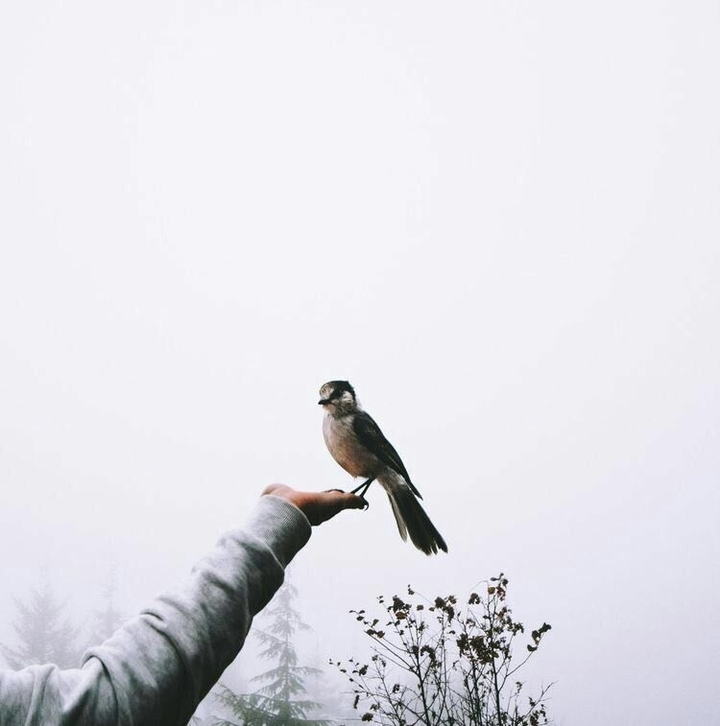 bird