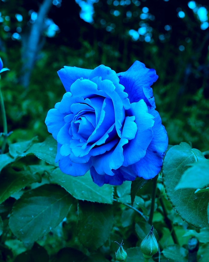 Blue Roses