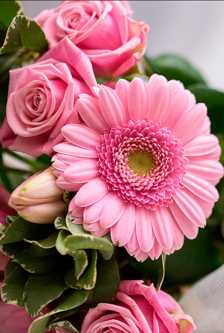 Gerbera daisy