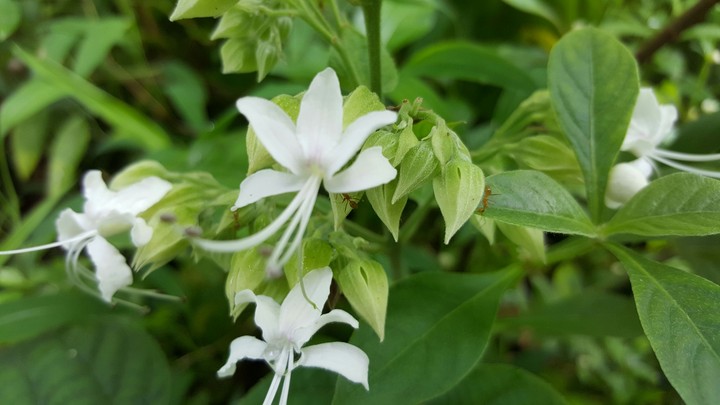 Flower