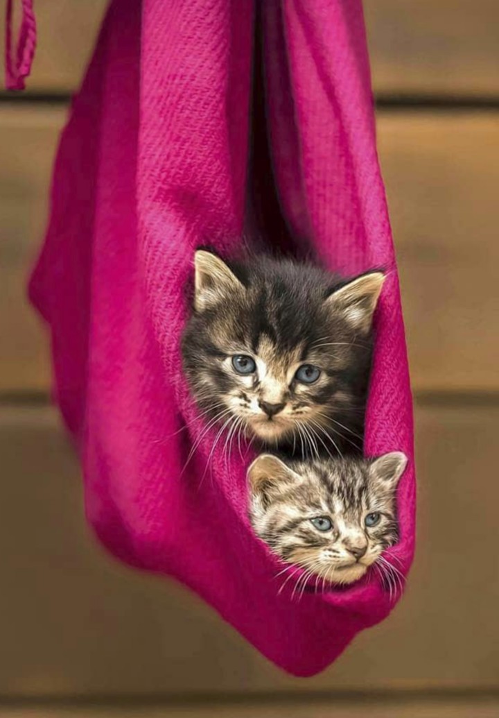 Kitty