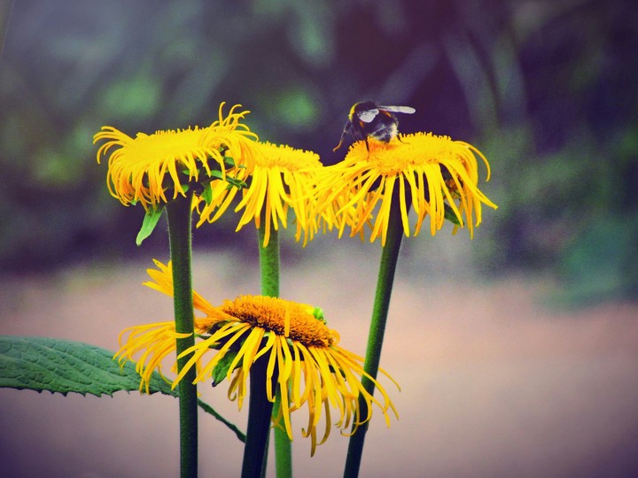 yellow love