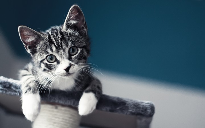Baby cat