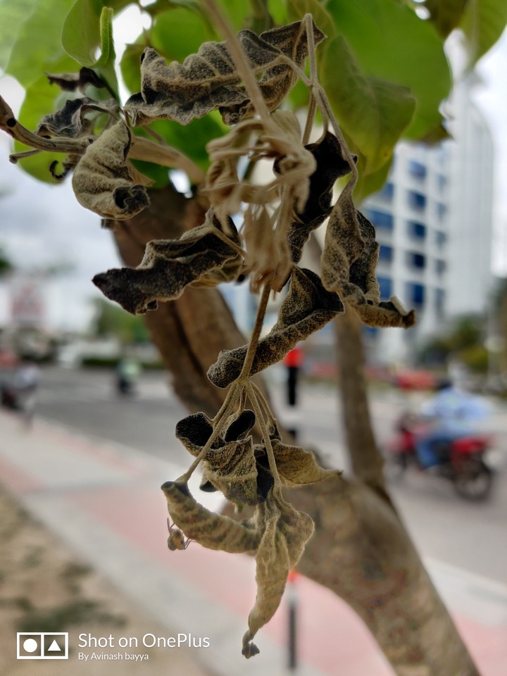dry leaves