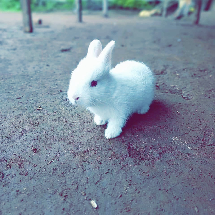 WHITE_CUTENESS
