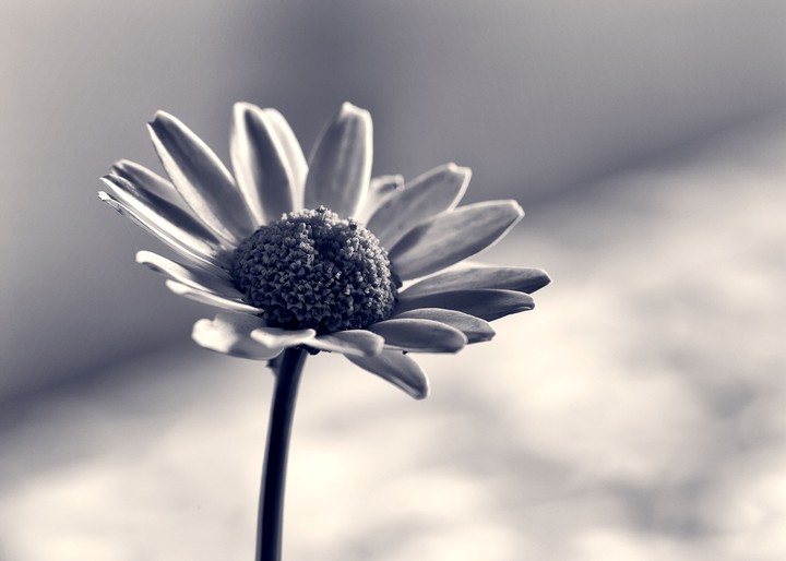 Black & white flower