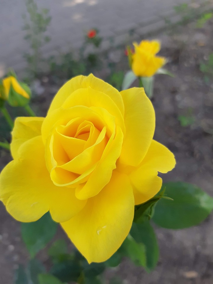❤️❤️❤️Beautiful rose❤️❤️❤️