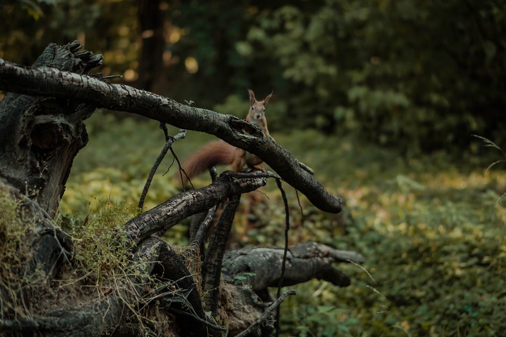 forest