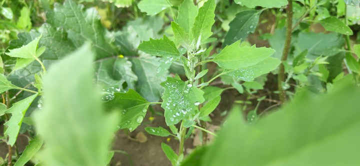 water drop on lifs