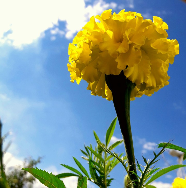Like a sun