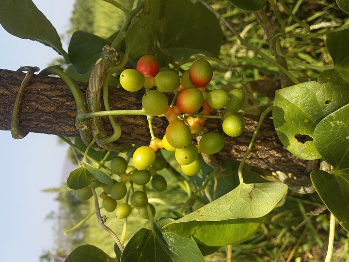 fruits...